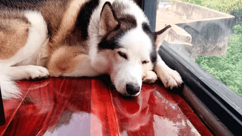 Balto