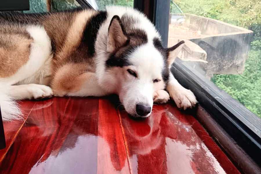 En este momento estás viendo Cuando tu vida ideal incluye comprarle una casa con terraza a tu perro